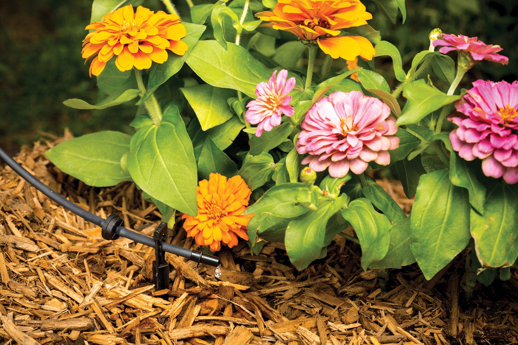 drip irrigation