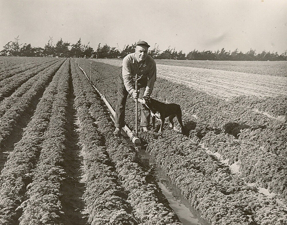 Frank Caporro adjusting a Rain Bird impact sprinkler in Watsonville, CA with his dog in a field
