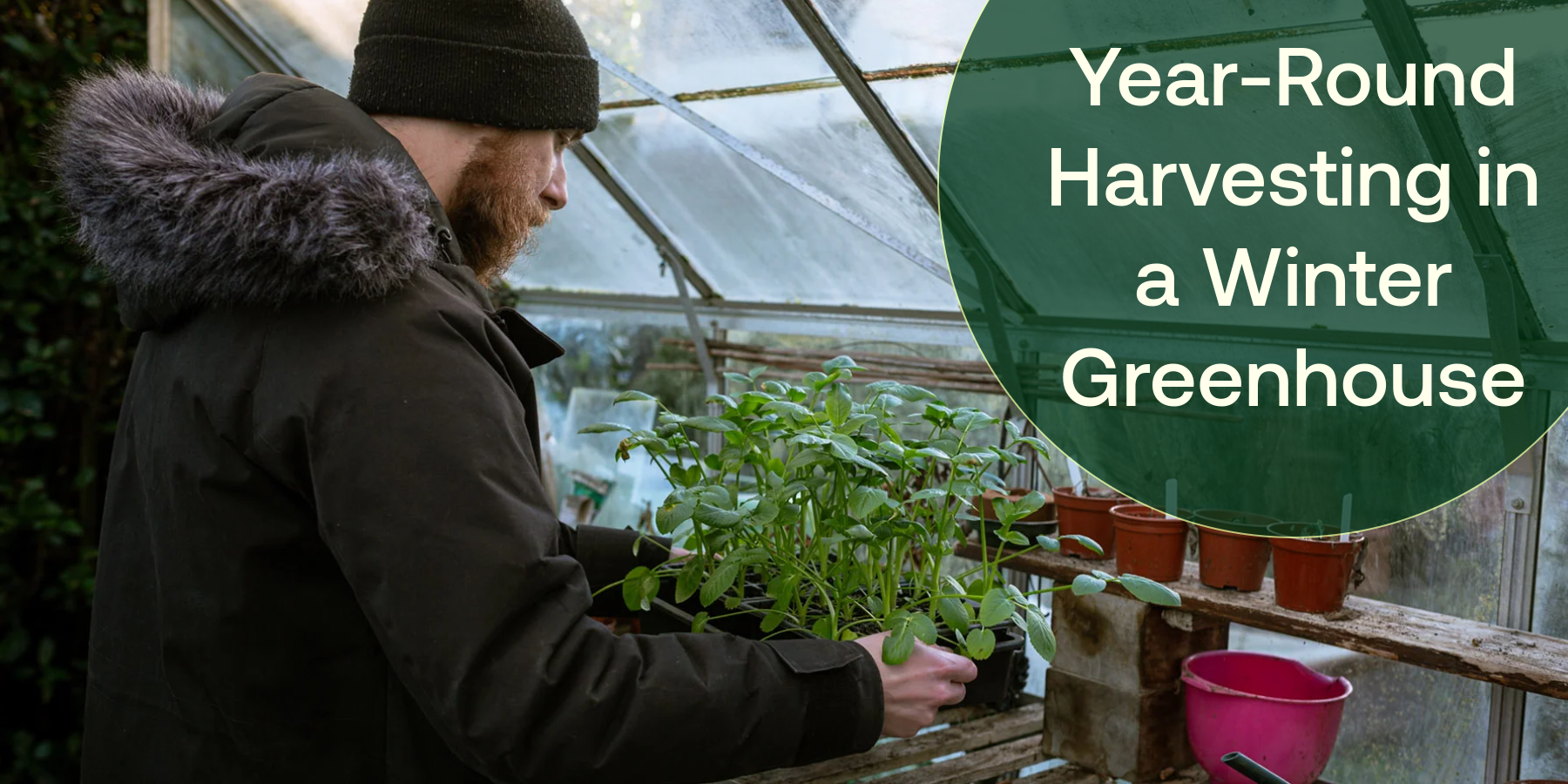 winter greenhouse