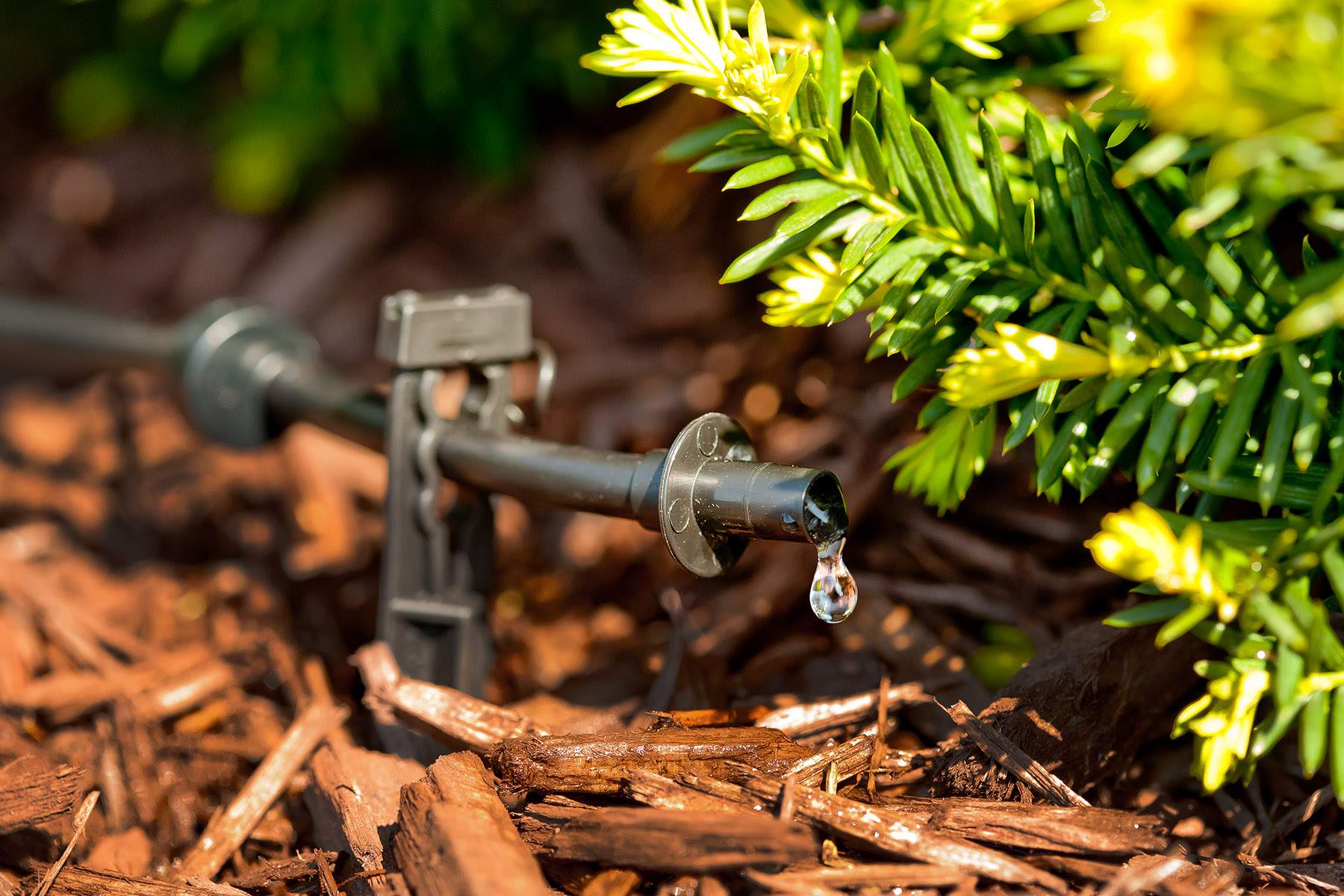 spot watering