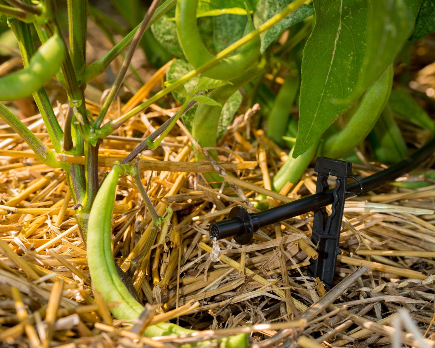 drip irrigation