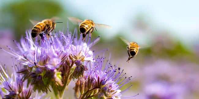bees on flowers