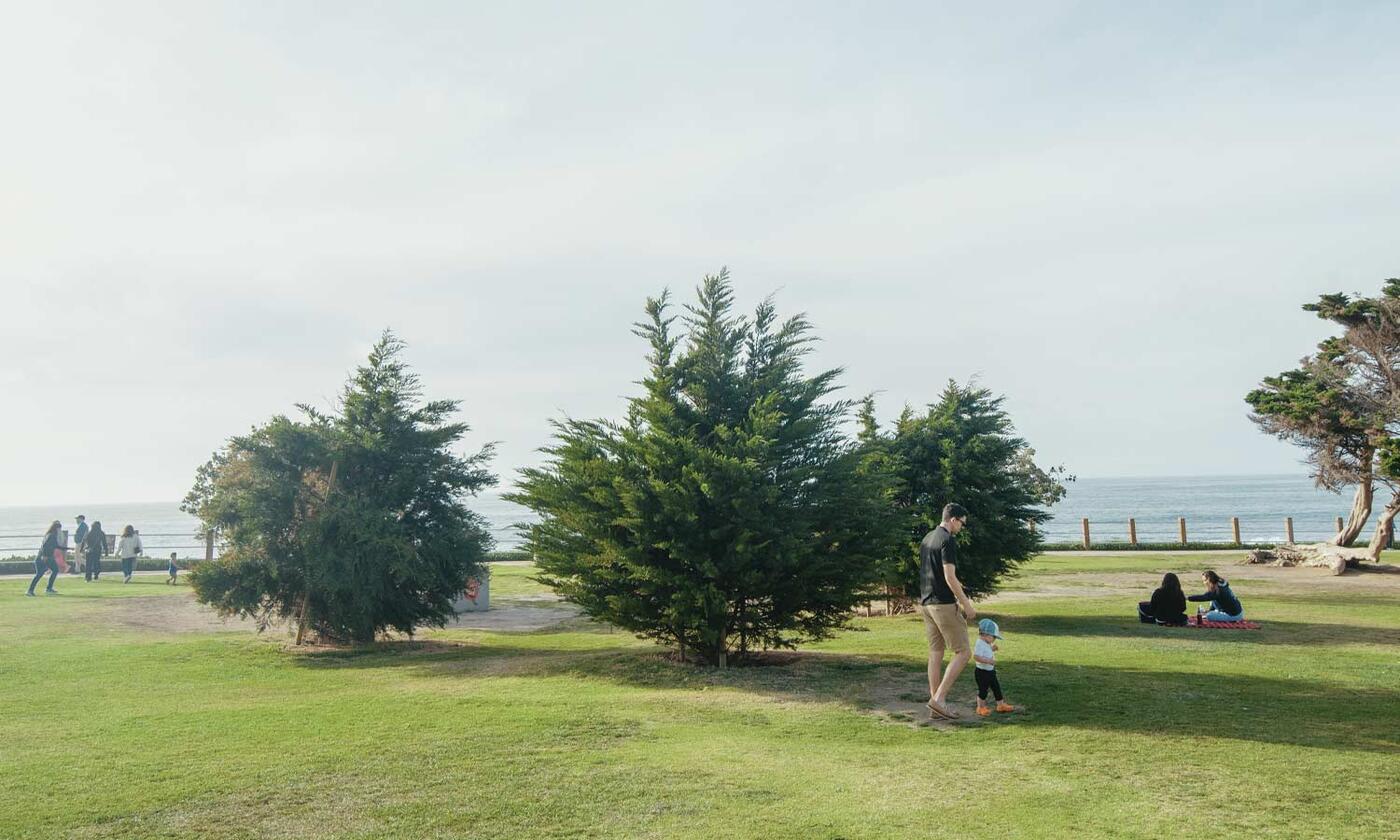 Tree Stories - EP 2 Monterey Cypress